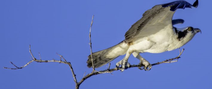 Il Falco che non poteva volare.